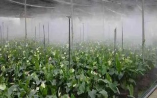 大棚蔬菜喷粉的注意事项，谨记以下4点