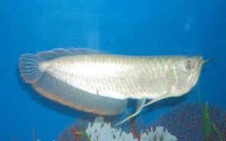 银龙鱼不吃东西的原因，可能是不适应新环境或水温过低等