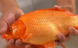 鲤鱼的品种，常见的有红鲤、丰鲤、锦鲤等