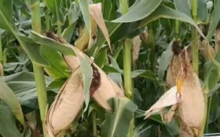 H1111玉米种子特征特性，中抗茎腐病