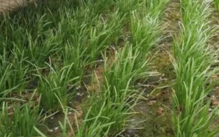 韭菜地蛆产生的因素，有机肥未腐熟或割茬后的气味都会导致