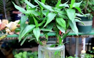 富贵竹的养殖方法，应养在散光或者半阴的环境中