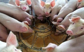 猪苗的价格，各地的售价有很大区别