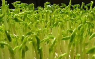 绿豆芽种植技术,选种是培育的第一步