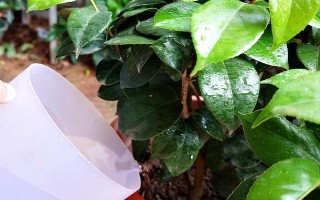 冬季怎么养茶花，应放置在亮一些的位置来养