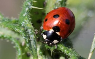 瓢虫是益虫还是害虫，颜色鲜艳的品种基本是害虫