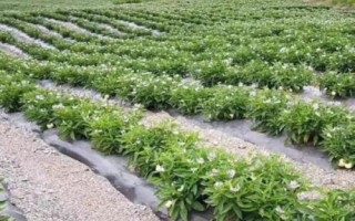 香瓜茄的种植方法,可以采取盆播或穴盘育苗