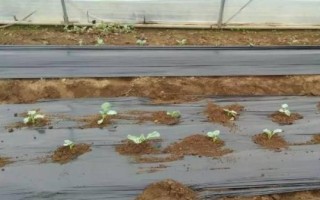 秋季种植西兰花的时间及方法,7月份育苗可在8月份定植