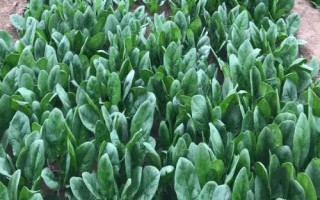 菠菜的适宜种植时间,春菠菜的播种适期为3月份