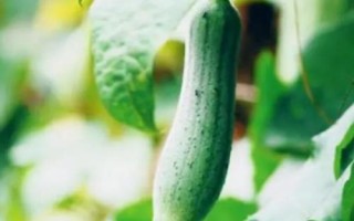 丝瓜结果后长不大的原因，可能是缺少肥料、浇水过多等