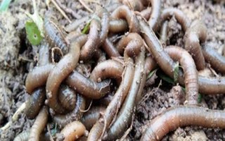 黑蚯蚓能钓鱼吗，夏季夜钓大鲶鱼合适