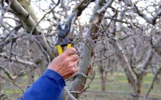 果树冬季清园时间，在12月份左右清园不会伤害植株