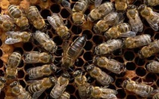 蜂王产卵后还会交尾吗，通常不会再进行交尾