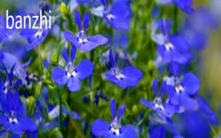 半枝莲的生长阶段，分为幼苗期、生长期、盛花期、休眠期