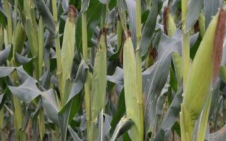 满仓8118玉米种子特点，选择中等以上肥力地块种植