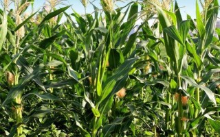 青农8号玉米种子简介,中抗弯孢菌叶斑病