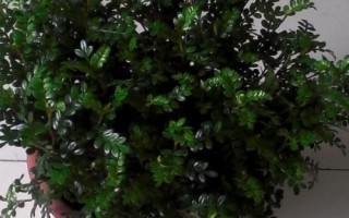 清香木怎么养殖,春秋季节皆可扦插