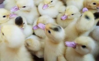 优质鸭苗品种介绍，品种众多各有特点