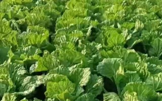 2月份适合种植的蔬菜，常见的有黄瓜、胡萝卜、菠菜等