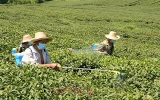 农药在100℃的高温下还有没有药性,大多数药物依然具有效果
