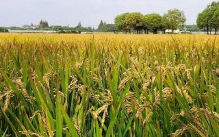 吉洋100水稻品种的特性,晚熟品种