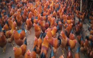 什么是阉鸡，指通过手术摘除公鸡的睾丸