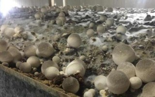 草菇种植技术,栽培季节根据温度和当地气温情况而定