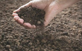 茶花的花苞干枯的原因，可能是环境不适宜或花苞缺水等