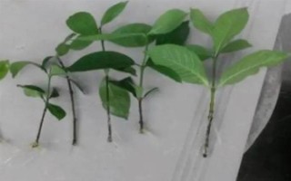 栀子花如何扦插，在八月份左右进行