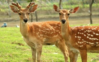梅花鹿是不是保护动物，属于我国一级保护动物