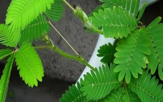 含羞草种子多久可以发芽,约10天左右即可出苗