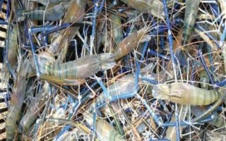 罗氏虾买回来怎么保鲜，可以用淡水养也可以放冰箱冷冻