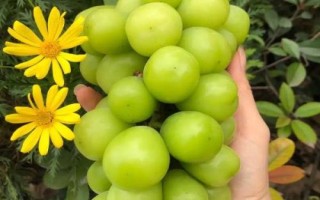 阳光玫瑰和晴王葡萄的区别，晴王葡萄是地理标志产品