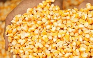 玉米种子的选购方法，色泽鲜艳、表面光滑、气味清香的种子具有较强的生命力