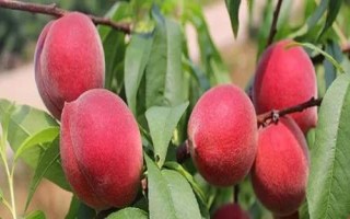 红冠桃的产地,目前主产于山东省辉渠镇