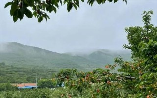 大樱桃怎么二次摘心，在首次采摘樱桃之后的半个月进行