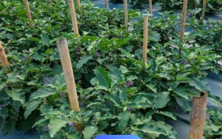 豆腐渣的发酵方法，装入容器中并加水、再密封发酵