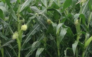 桂单166玉米品种简介，注意防治病虫害