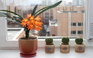 君子兰流出黑色液体如何解决，清理伤口经过消毒后再换土重栽