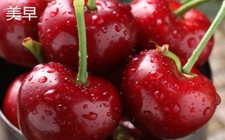 车厘子的品种介绍，常见的有金车车厘子、红灯、美早等