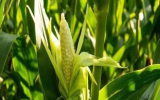 高科901玉米种子简介,适宜播种期4月下旬-5月初