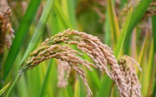 香两优269水稻品种简介，每亩有效穗数19.9万