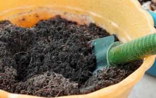 哪里可以购买婆婆纳种子，花卉市场一般都有销售