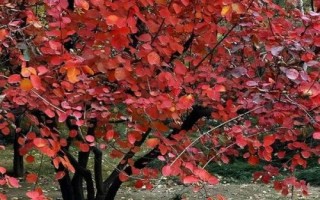 什么是黄栌，常被当作观赏植物