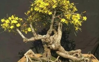 迎春花的养殖方法，适宜生长在10-25℃左右的环境