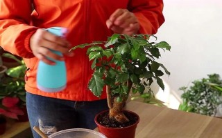 让幸福树安全过冬的方法，可将室温保持在10℃左右