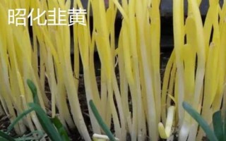 韭黄品种介绍,产地较多各具特色