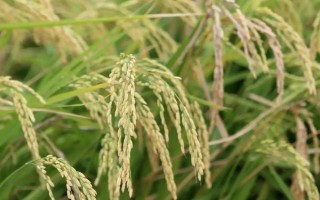 特优608水稻品种简介,注意防治稻瘟病和白叶枯病