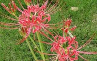 彼岸花简介,野生品种生长于阴森潮湿地