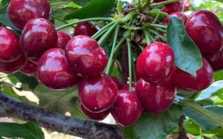 美国大红樱桃的由来，以雷尼与布莱特杂交选育而成